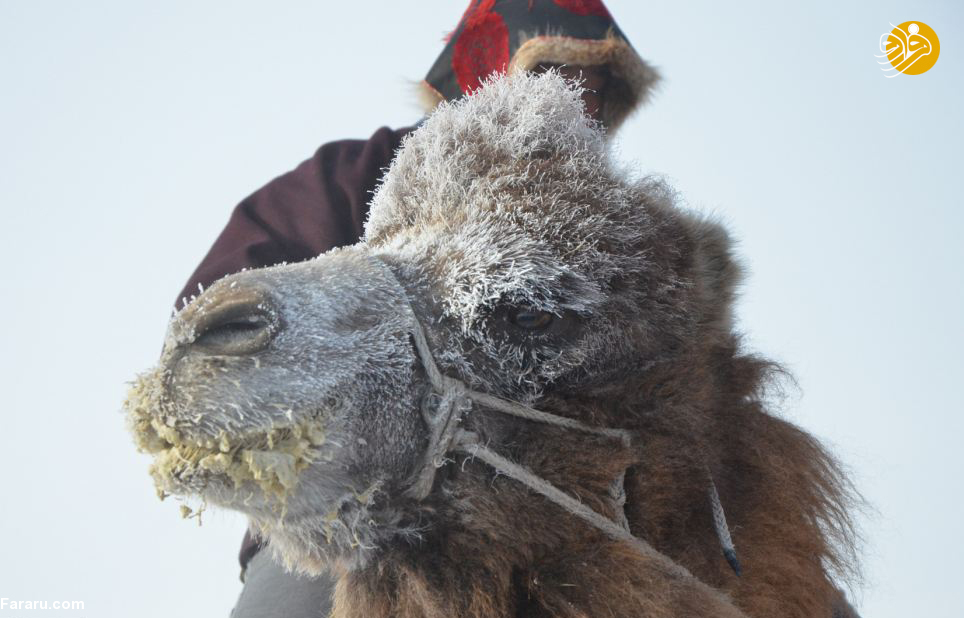 (تصاویر) از شترسواری تا رقص در جشنواره زمستانی مغول‌ها