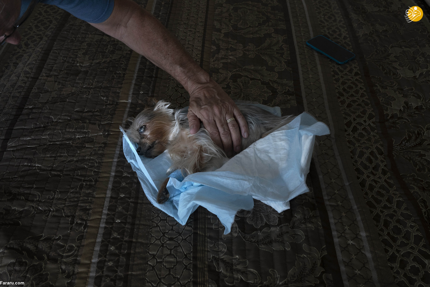 (تصاویر)