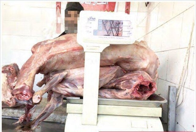 ماجرای فروش گوشت سگ در مشهد! ماجرای فروش گوشت سگ در مشهد!