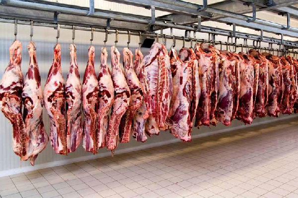 ثبت‌نام اینترنتی گوشت یخ‌زده نکردی تا عاشقی یادت بره