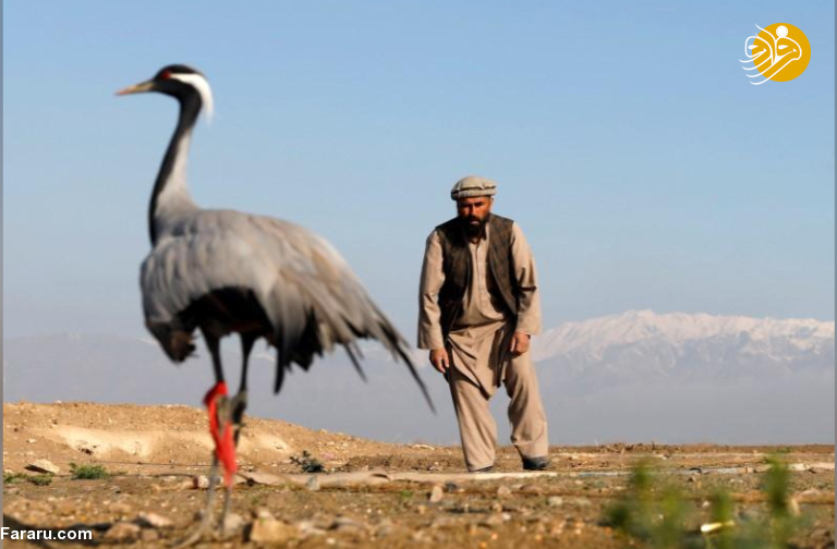 (تصاویر)