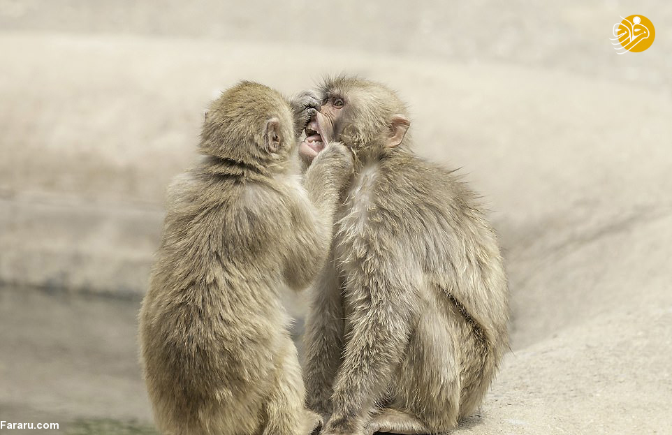 (تصاویر)