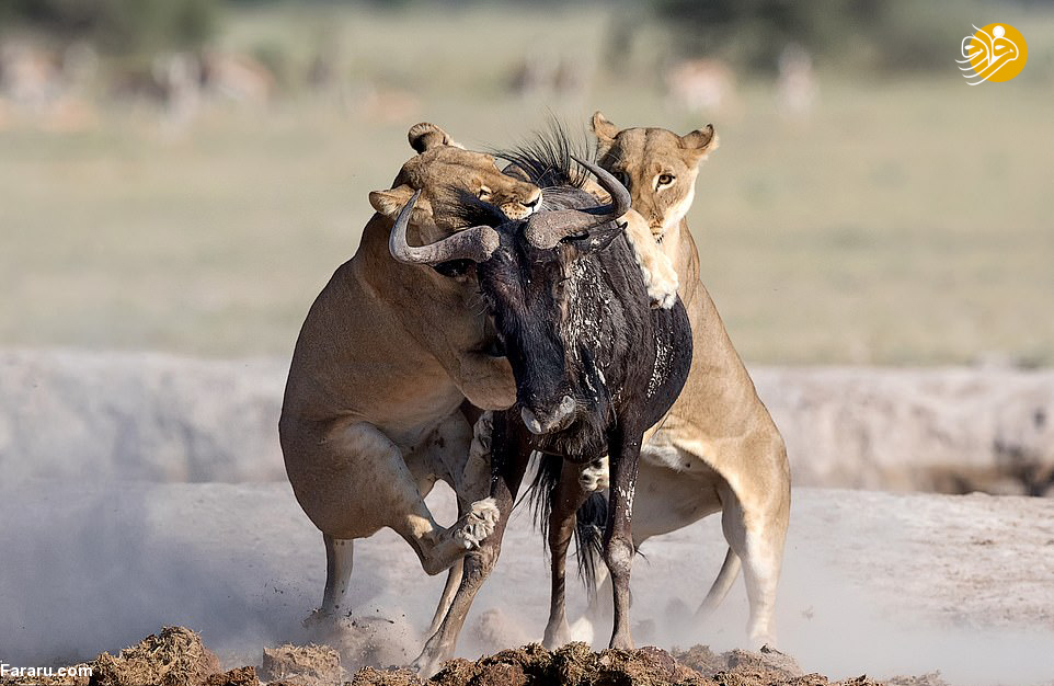 (تصاویر)