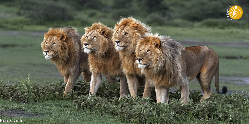 (تصاویر)