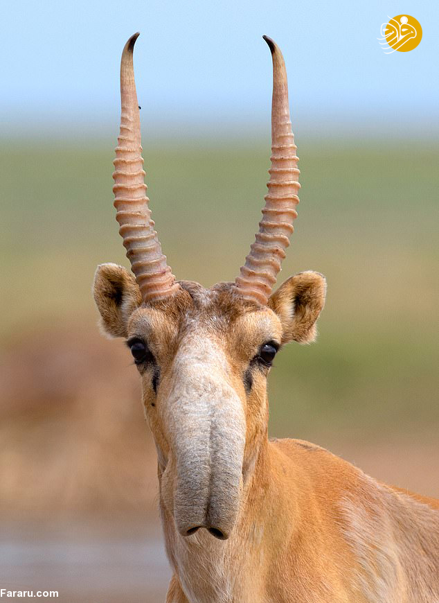 (تصاویر)