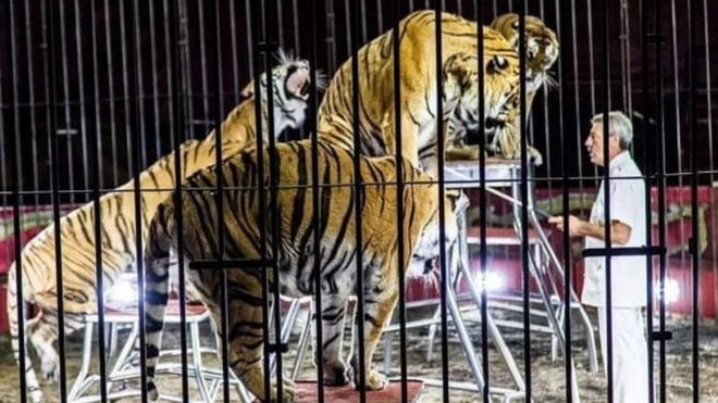 (تصویر) چهار ببر سیرک در ایتالیا مربی‌شان را کشتند