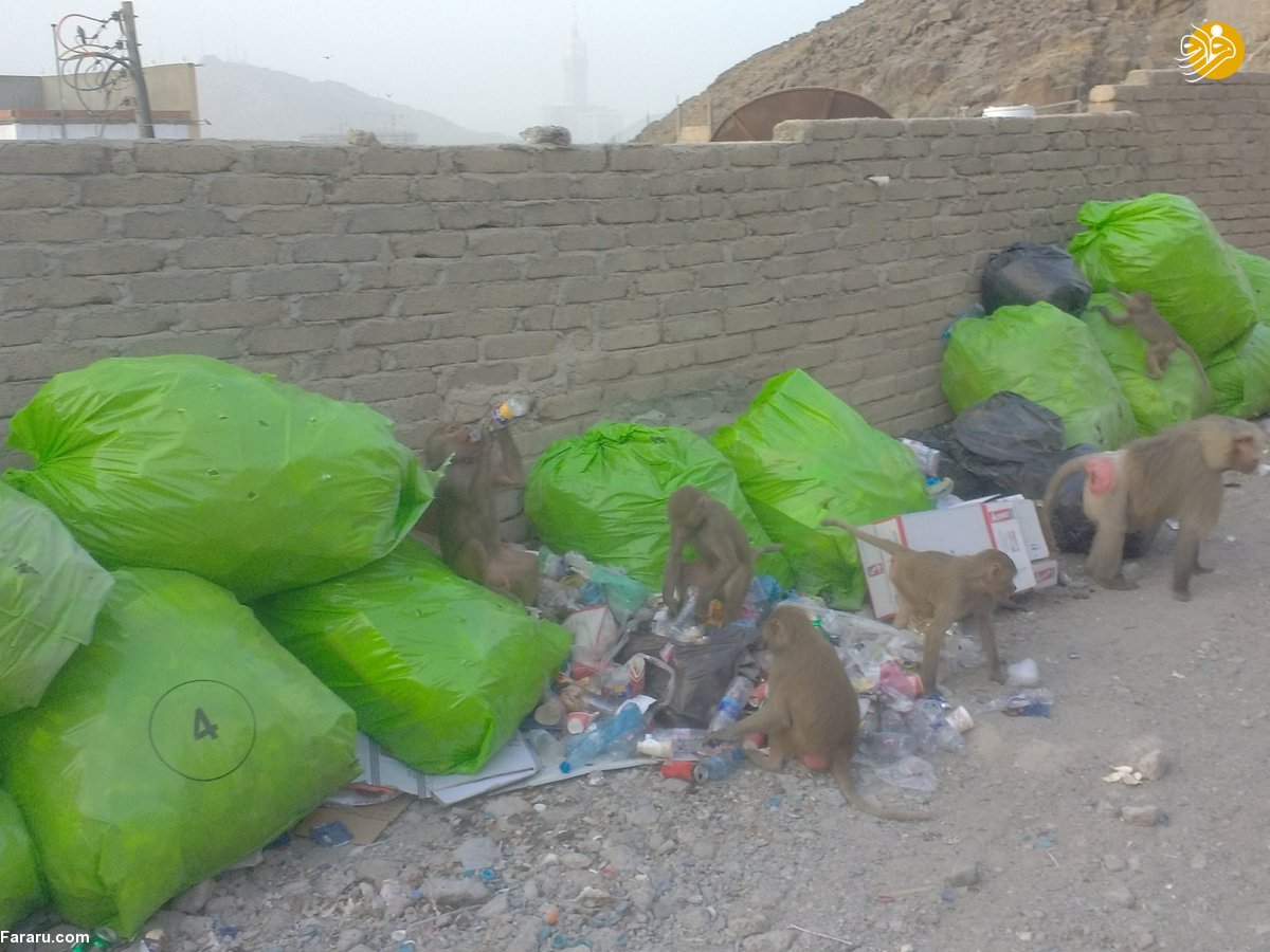 (تصاویر)