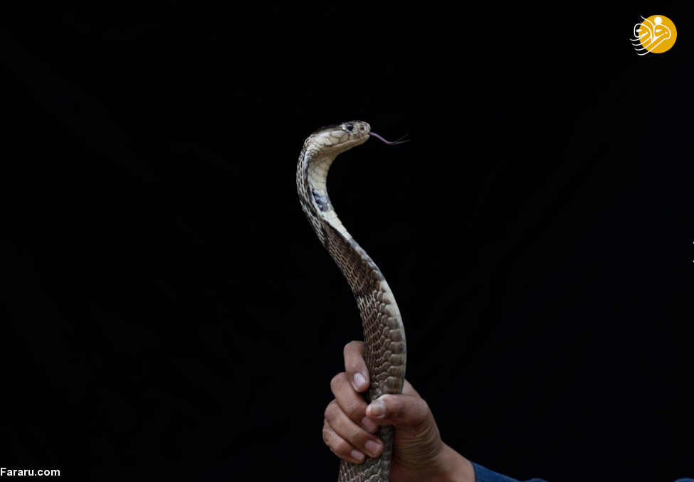 (تصاویر)