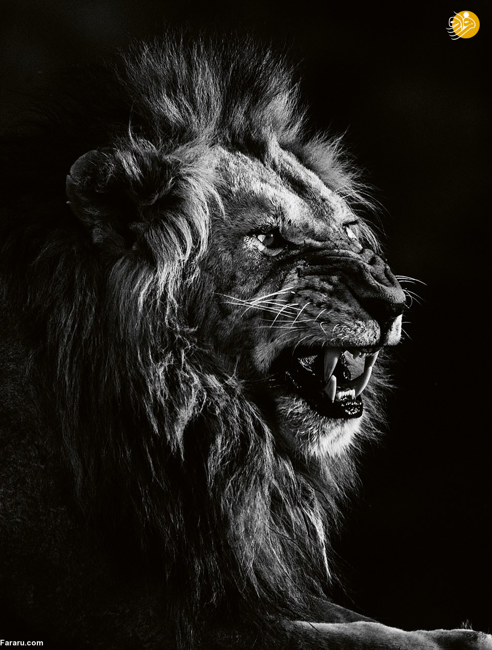 (تصاویر)