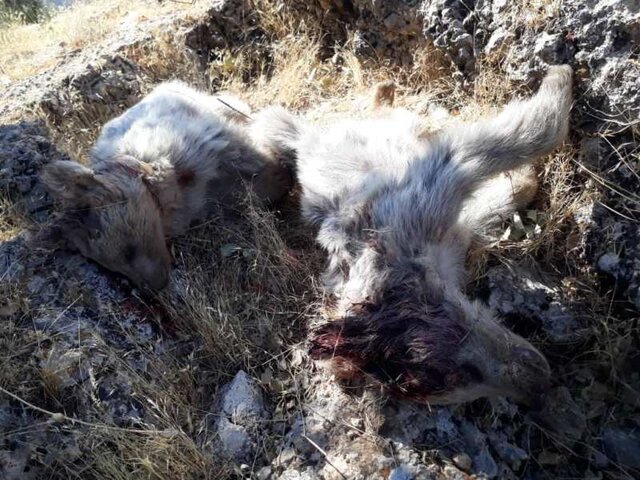 شلیک مرگبار به ۲ توله خرس در کهگیلویه و بویراحمد