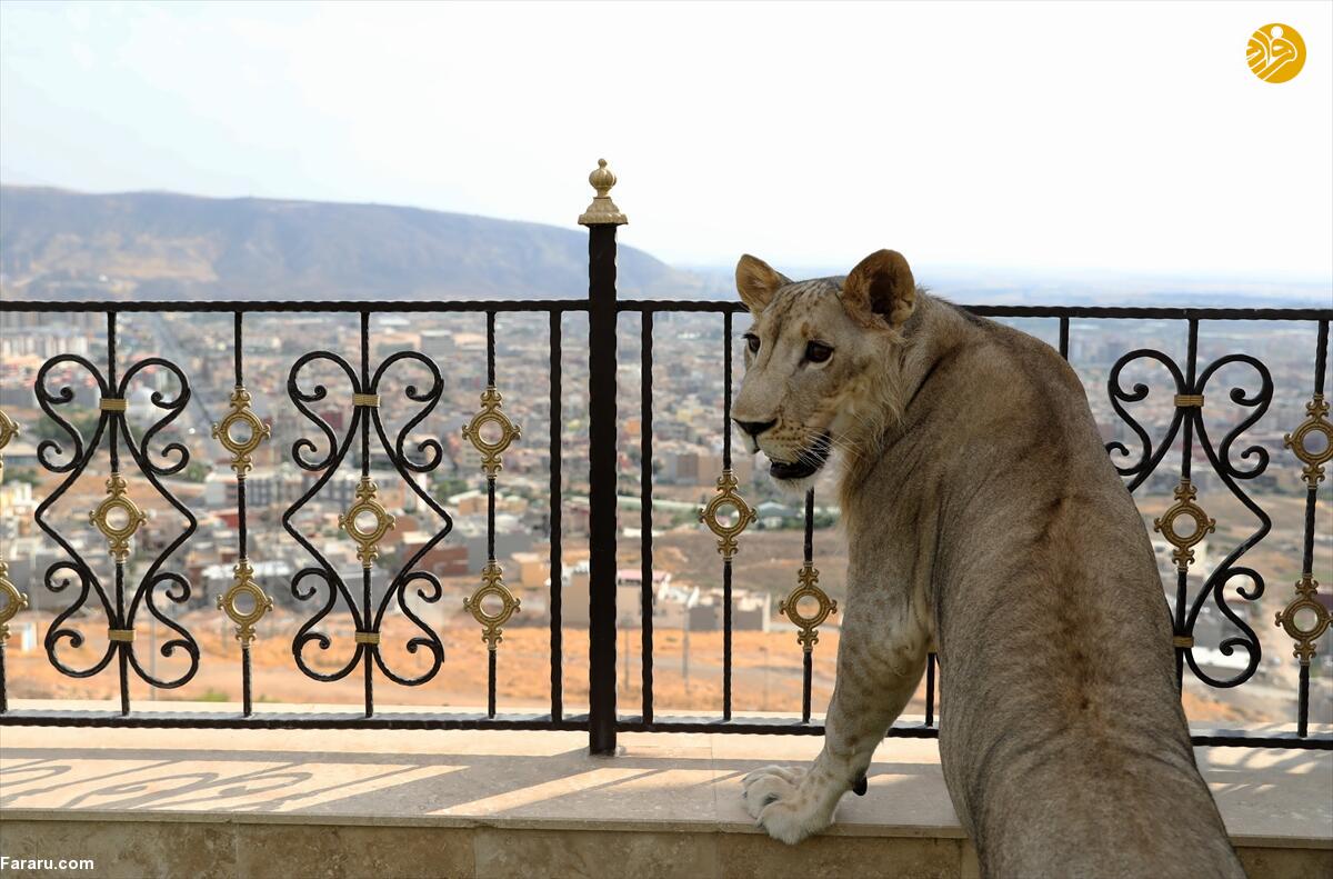 (تصاویر)