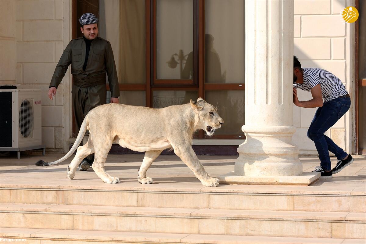 (تصاویر)