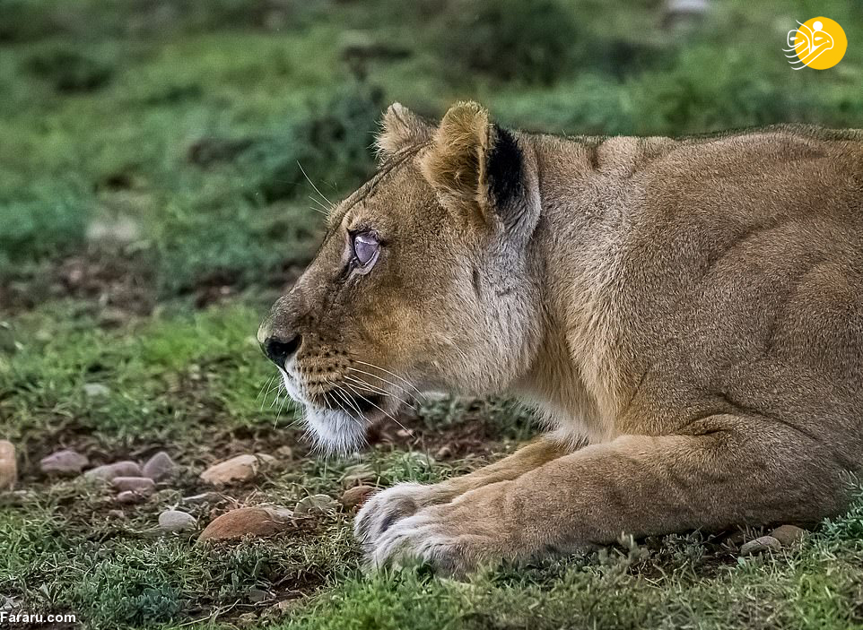 (تصاویر)