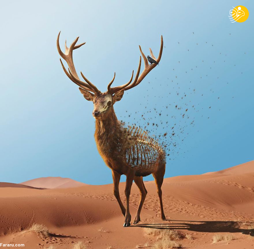(تصاویر)