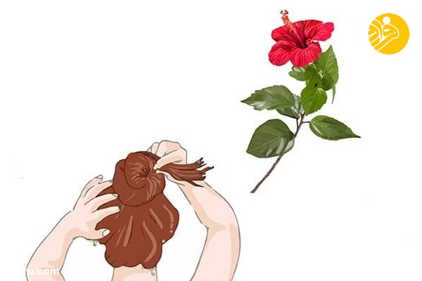 ۱۰ گیاهی که به درمان ریزش مو کمک می‌کنند