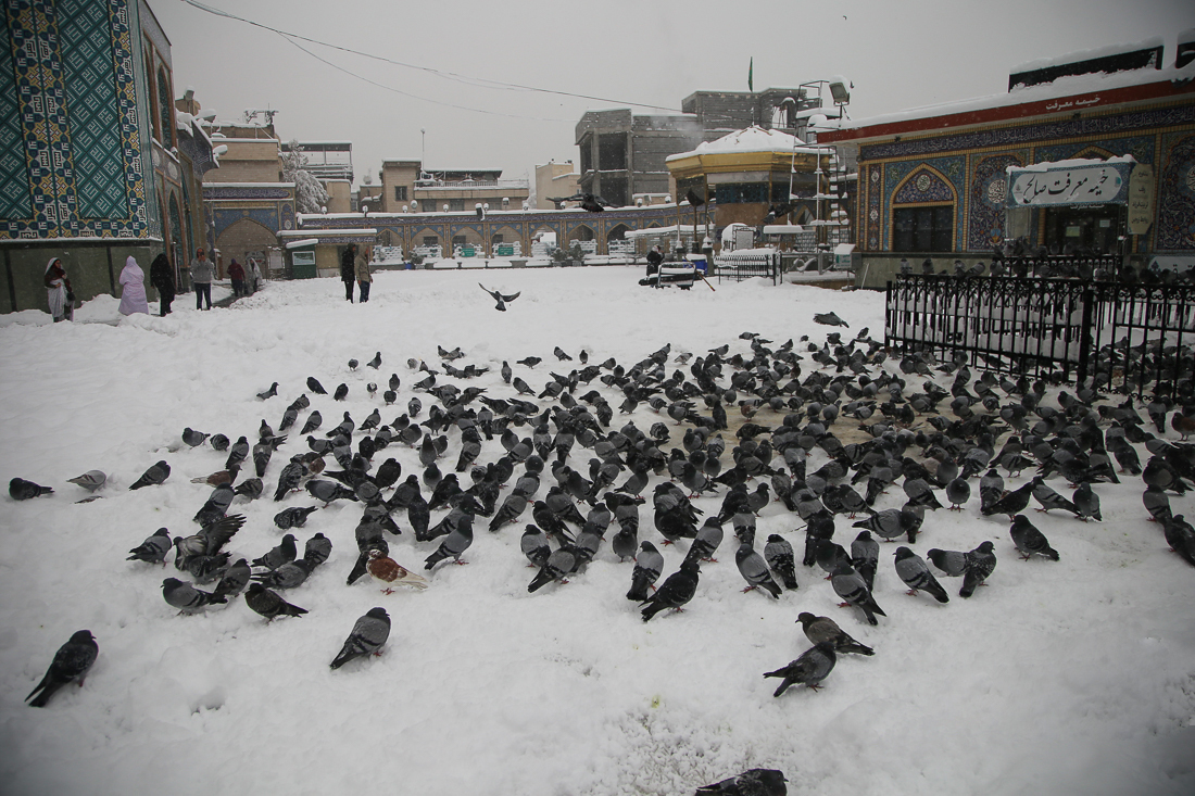 (تصاویر)