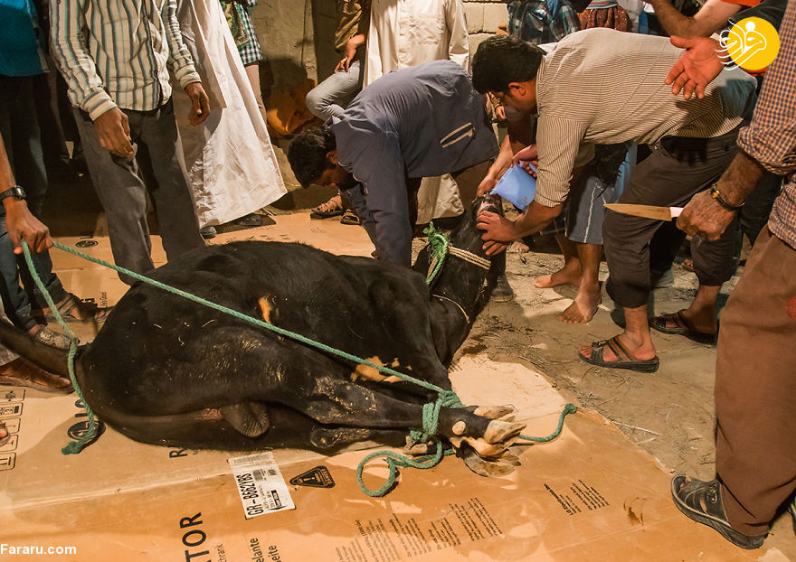 (تصاویر)