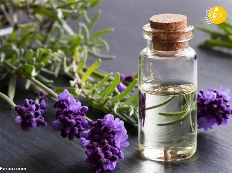 ۱۵ مزیت و کاربرد اساسی روغن اسطوخودوس ۱۵ مزیت و کاربرد اساسی روغن اسطوخودوس