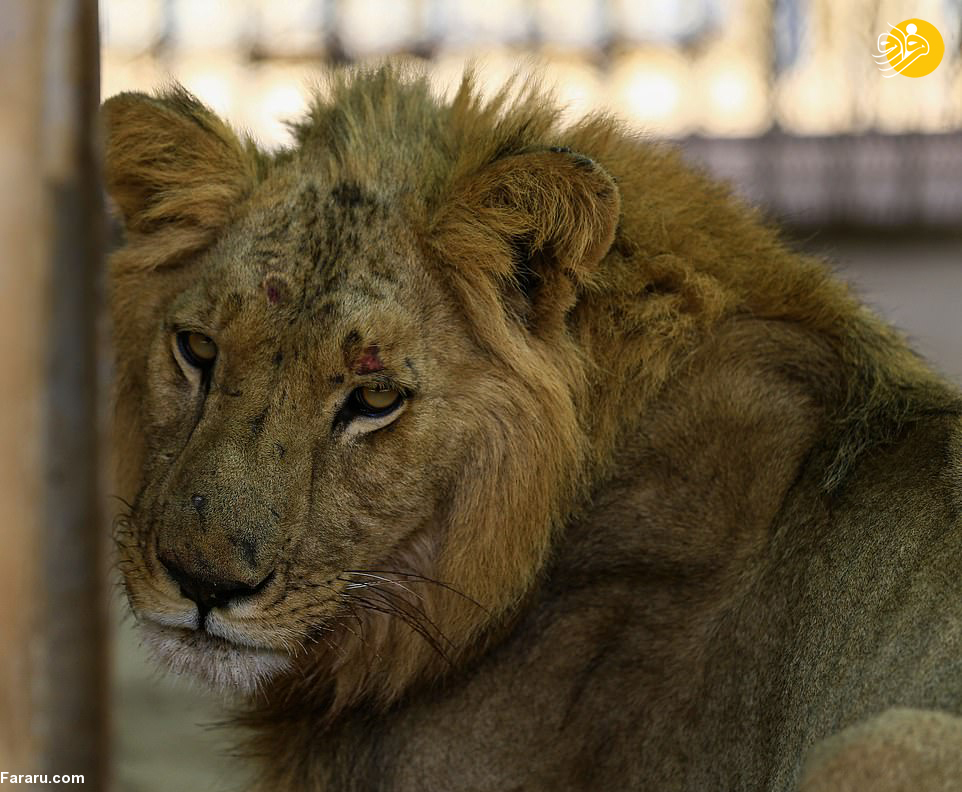 (تصاویر)