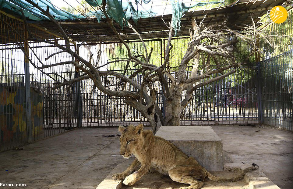 (تصاویر)
