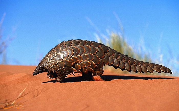 گردوخاک مجدد کرونا در چین