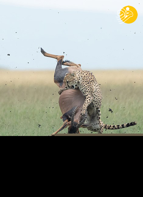 (تصاویر)