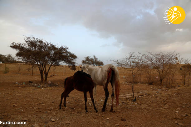 (تصاویر)