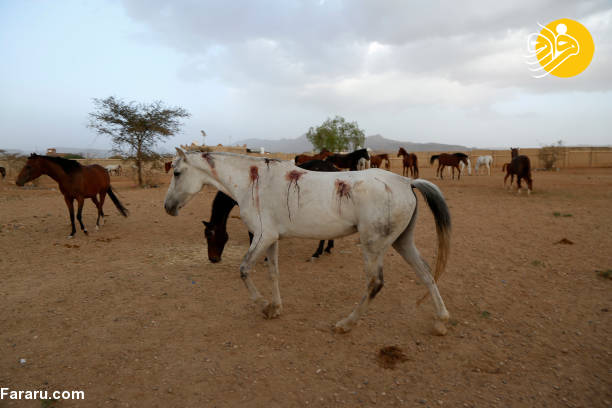 (تصاویر)