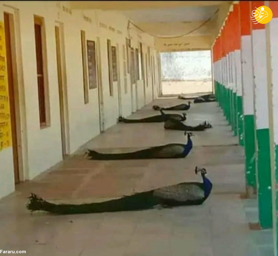 (تصاویر)