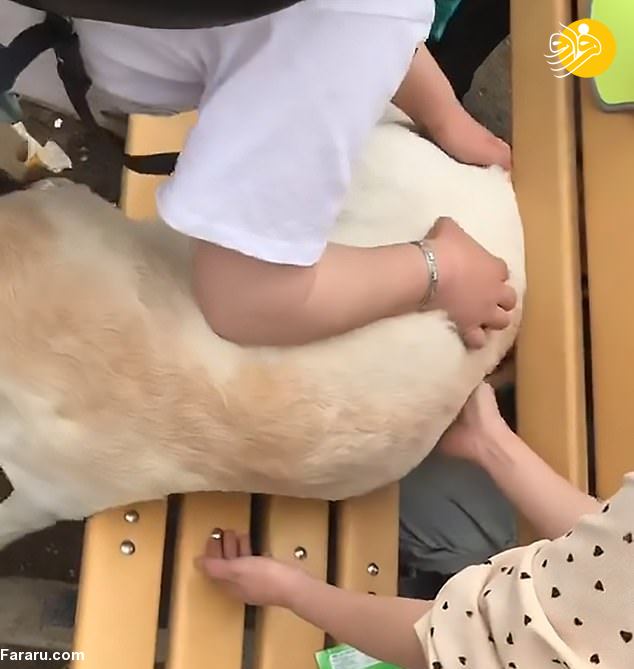 (ویدئو)
