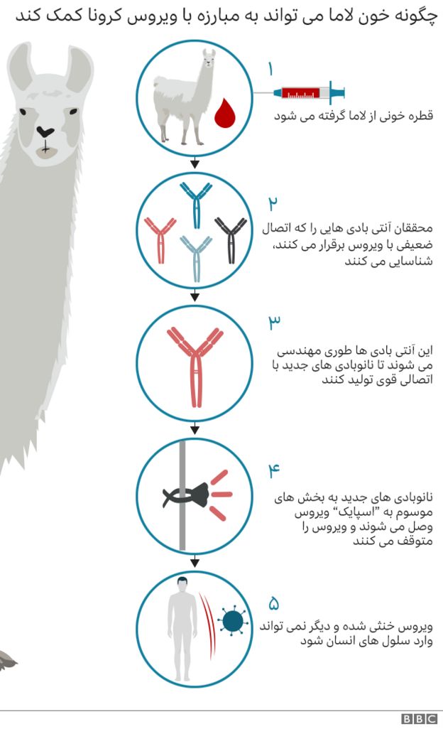 لاما‌ها به درمان کووید-۱۹ کمک می‌کنند