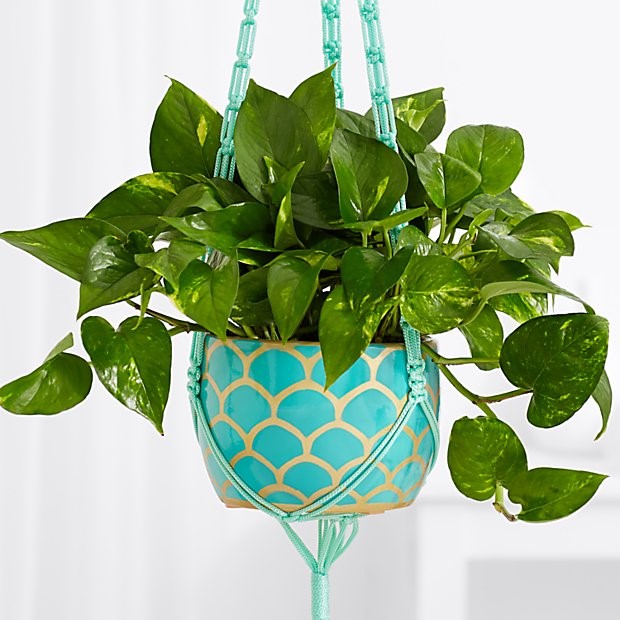 ده نمونه از بهترین گیاهانی که برای هدیه دادن مناسب هستند!