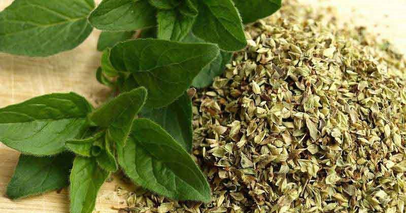 با مصرف این گیاهان دارویی، به سلامت از پاییز گذر کنید! با مصرف این گیاهان دارویی، به سلامت از پاییز گذر کنید!