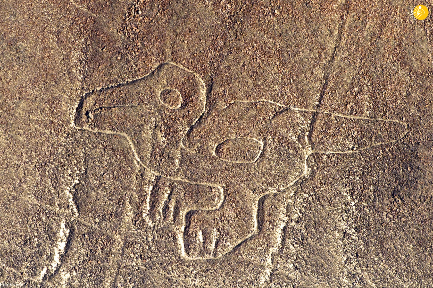 (تصاویر)