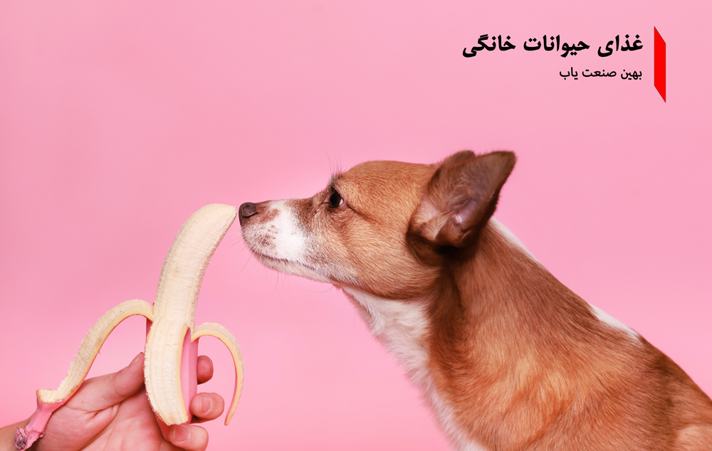 وضعیت غذای حیوانات خانگی در ایران چطور است؟ بهین صنعت یاب پاسخ میدهد