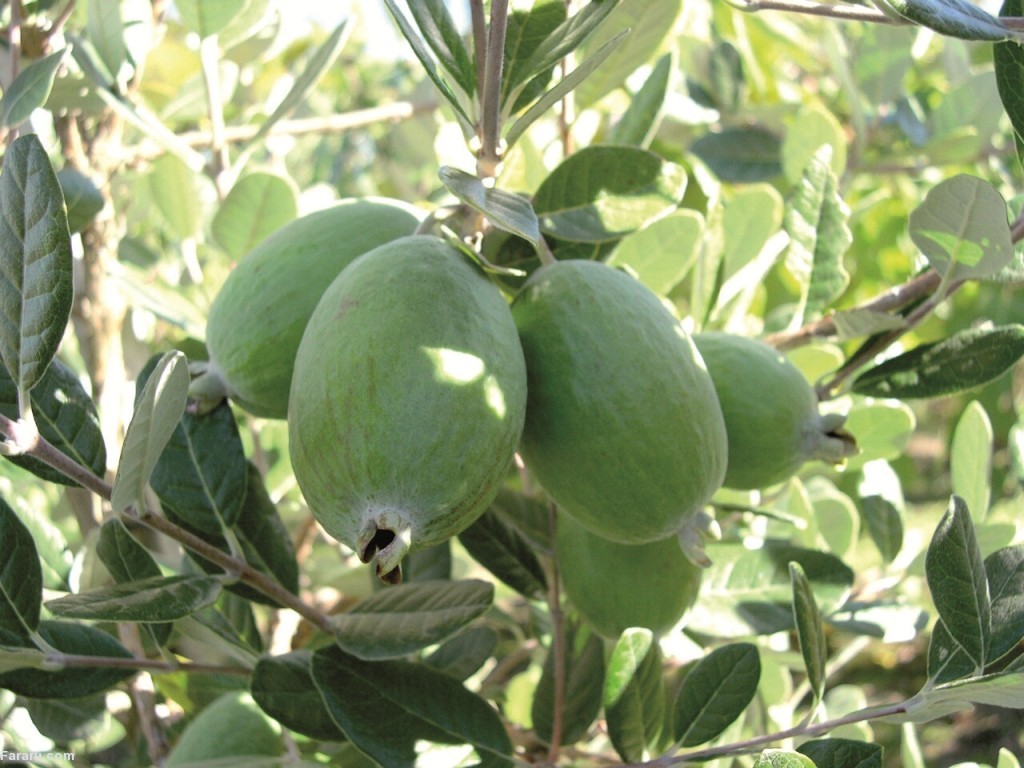 فیجوا