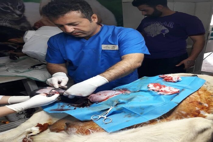 (تصویر) سگی در مریوان ۲۰ توله به دنیا آورد