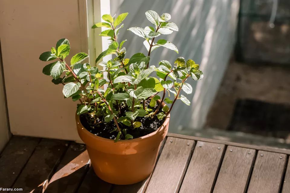 کاشت پونه