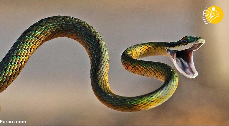 تعبیرخواب مار؛ مار رنگی و مار افعی