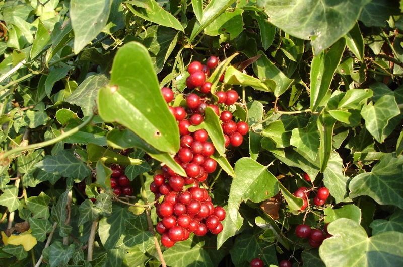 داروهای گیاهی افزایش میل جنسی آقایان و خانم ها