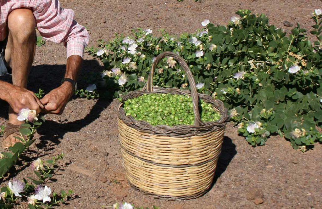 گیاه کبر