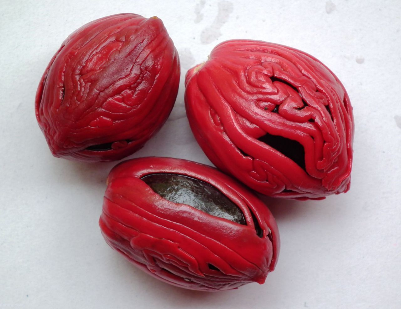 خواص جوز هندی