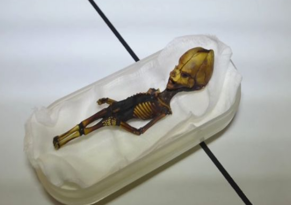 (تصاویر) راز اسکلت مرموز فاش شد