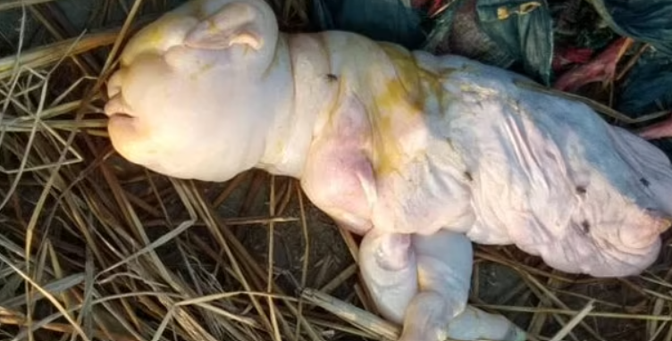 تولد بزی با چهره انسان