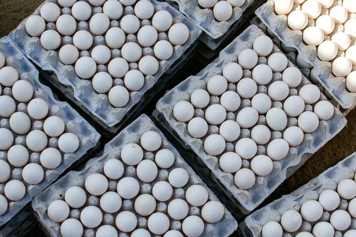 چرا تخم مرغ دوباره گران شد؟