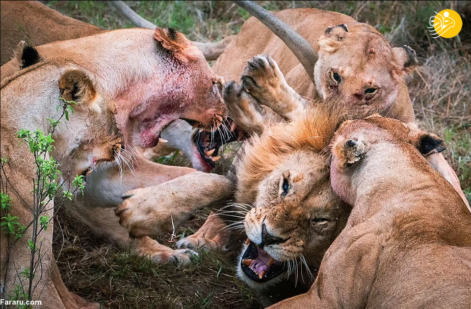 (تصاویر)
