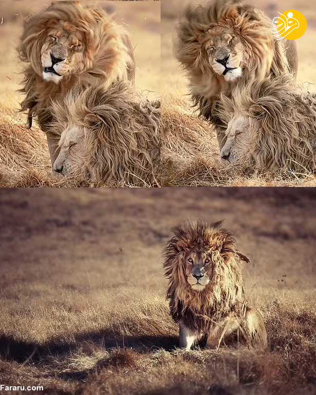 (عکس)