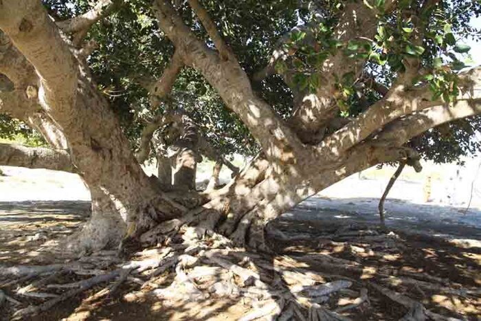 سفر به تالاب صورتی و گورستان جن