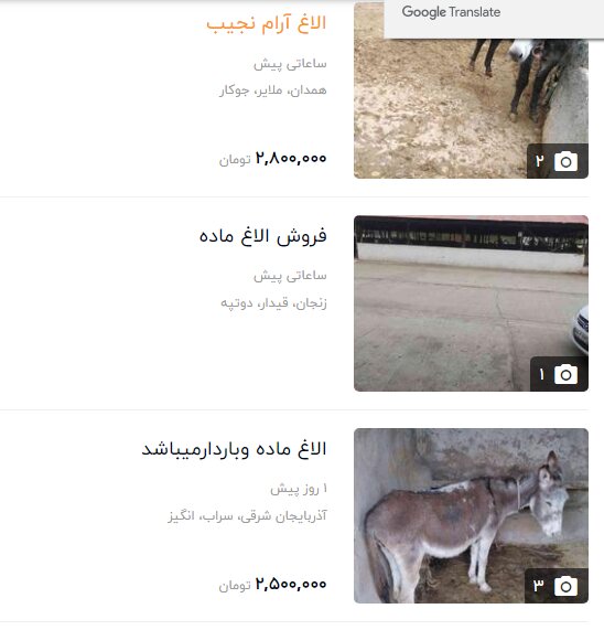 قیمت الاغ 