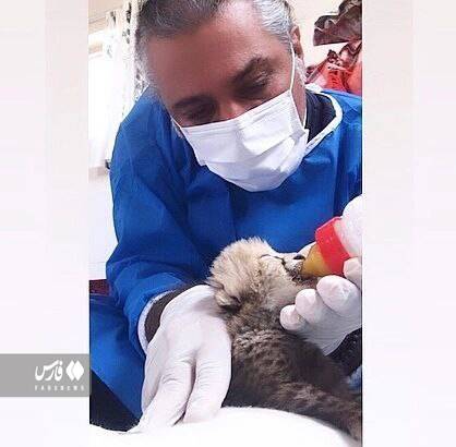 توله‌های «ایران»